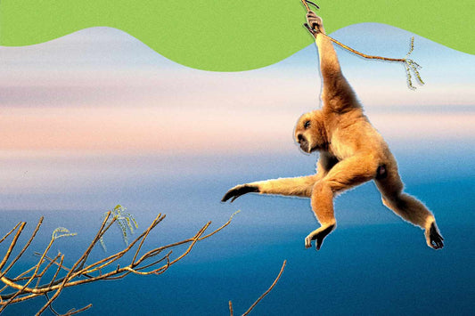 6 signalen dat je partner aan monkey branching doet
