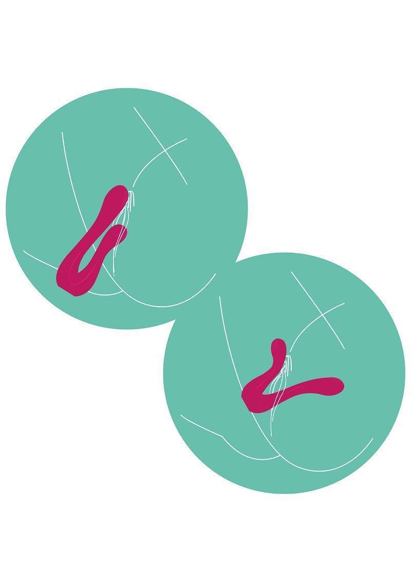 Xocoon-Sync-Sensation-Vibrator-Happytoys-Sexshop-Toys-for-Feeling-Happy-Easy-66 @ Happytoys Sexshop: online sex shop for Feeling Happy & Easy 😊 the erotic store owned by a woman